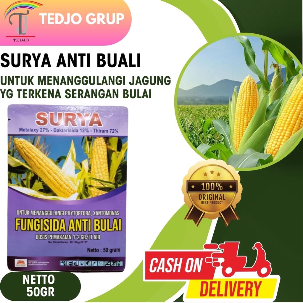 Surya anti bulai jagung fungisida pembasmi bulai jagung