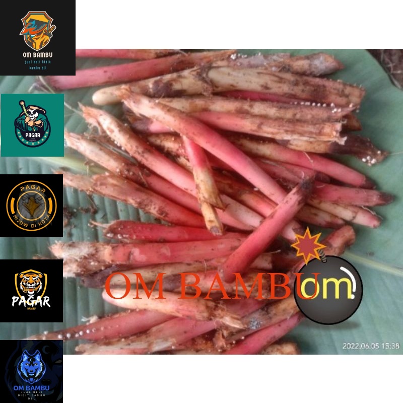 

akar pohon pinang basah/akar jebug segar obat kuat