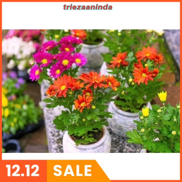 Pupuk Untuk Bunga Krisan Organik, Bio Alba Pupuk Tanaman Bunga Krisan