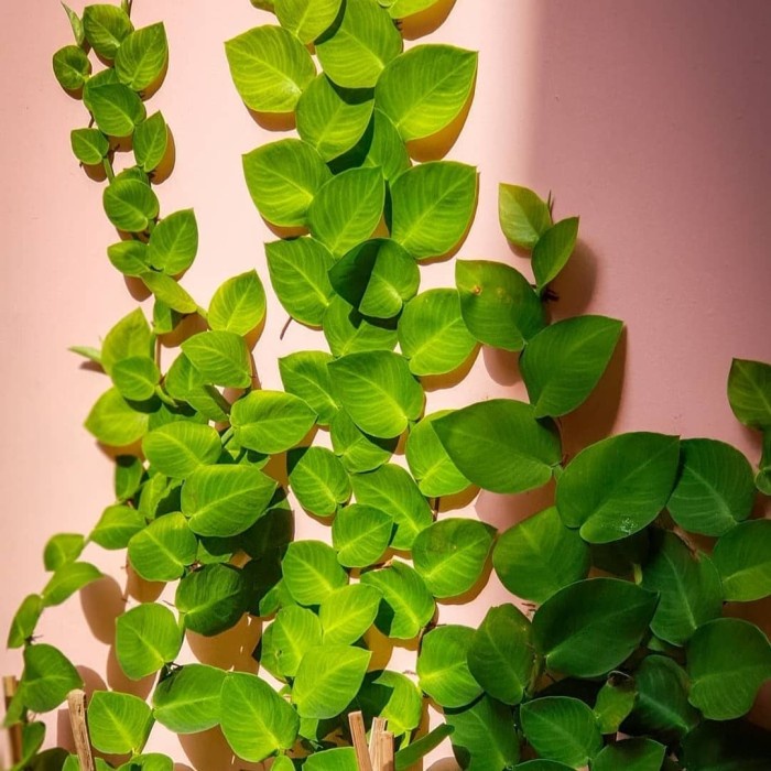 Tanaman Rambat Dinding Daun Dollar Pacar Tembok Besar Bunga Hias Asli Hidup
