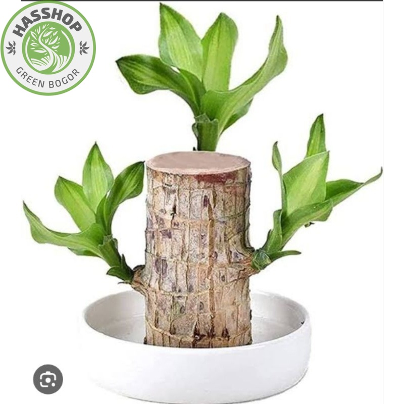 Hanjuang Bonsai / Dracaena Fragrance Terbaik