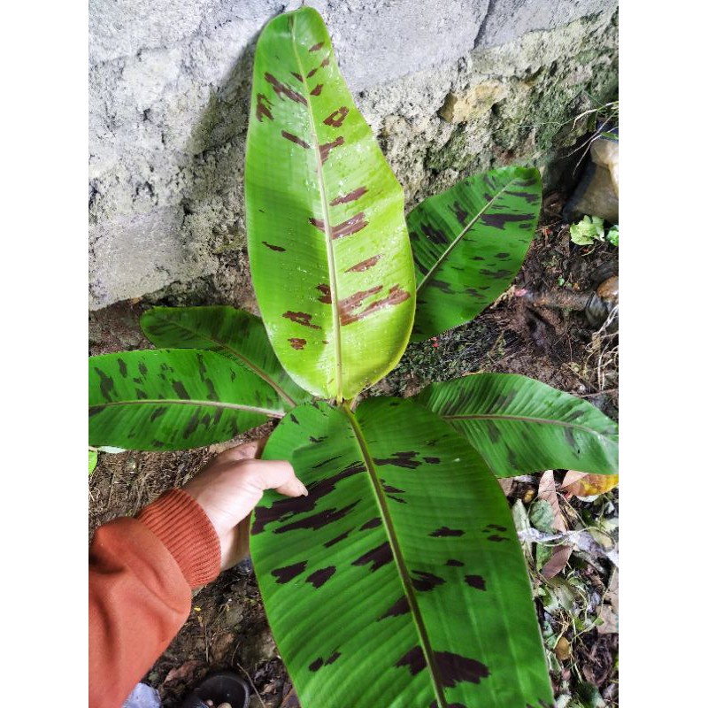 

promo pisang varigata merah(Blod banana) banana unik banana jumbo mugilaris