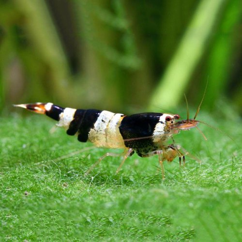 Udang Hias Hitam Aquascape Black Bee Neocaridina