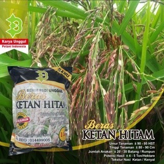 

Ready Padi Ketan Hitam / Biji Padi Ketan Hitam Kemasan 1 Kilogram