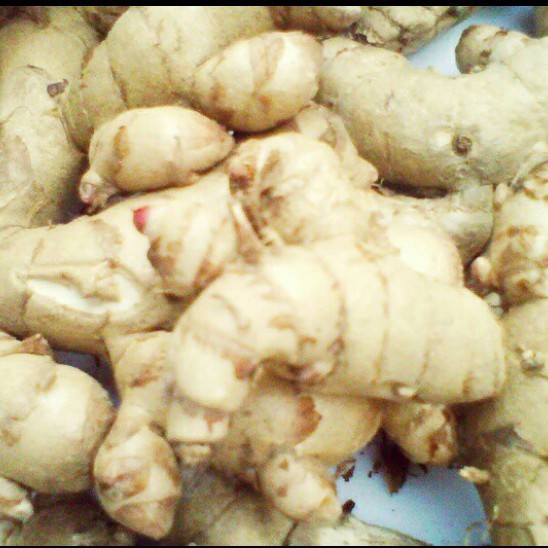 

Temu putih segar - kunyit putih fresh1 kg