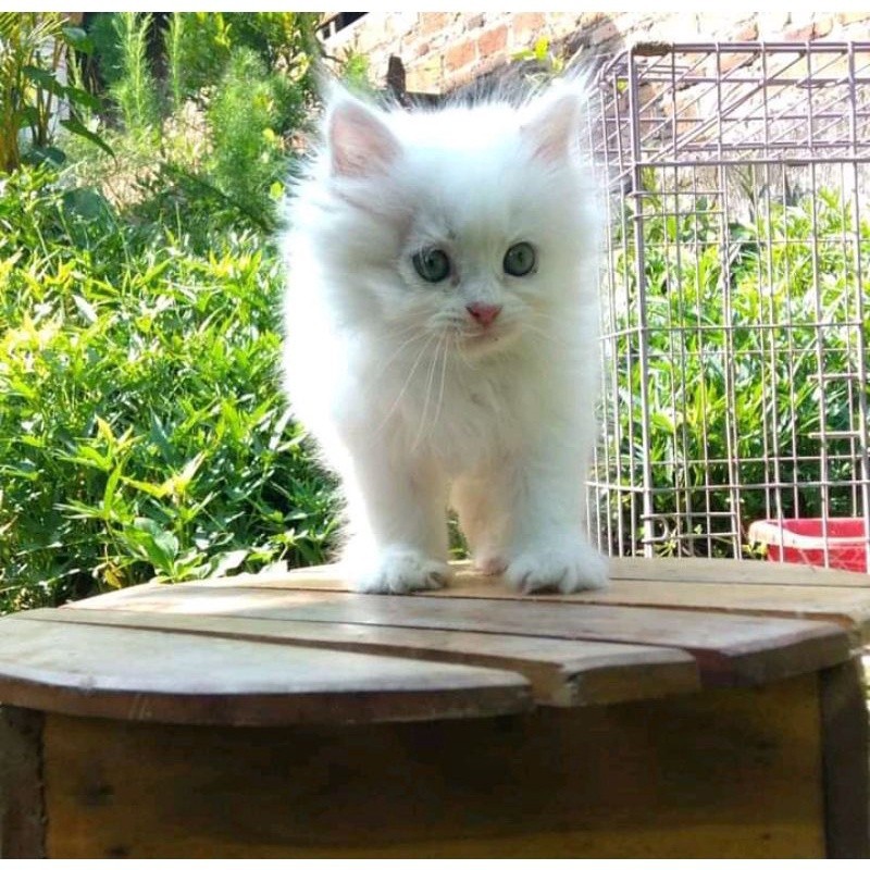 (BULU PUTIH) KUCING KITTEN  PERSIA MEDIUM ANGGORA KUCING JANTAN BETINA HIMALAYA FLATNOSE PEAKNOSE BU