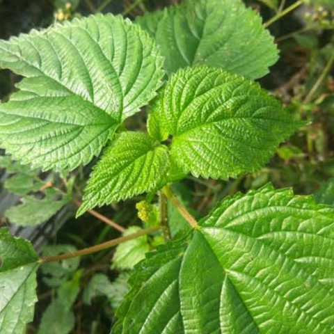 Tanaman Lateng Gatal Herbal Unggul, Tanaman Jelatang