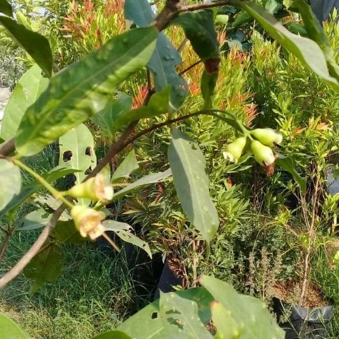 BIBIT JAMBU AIR KONDISI SUDAH BERBUNGA JENIS DALHARI/ CITRA/ MDH, DLL