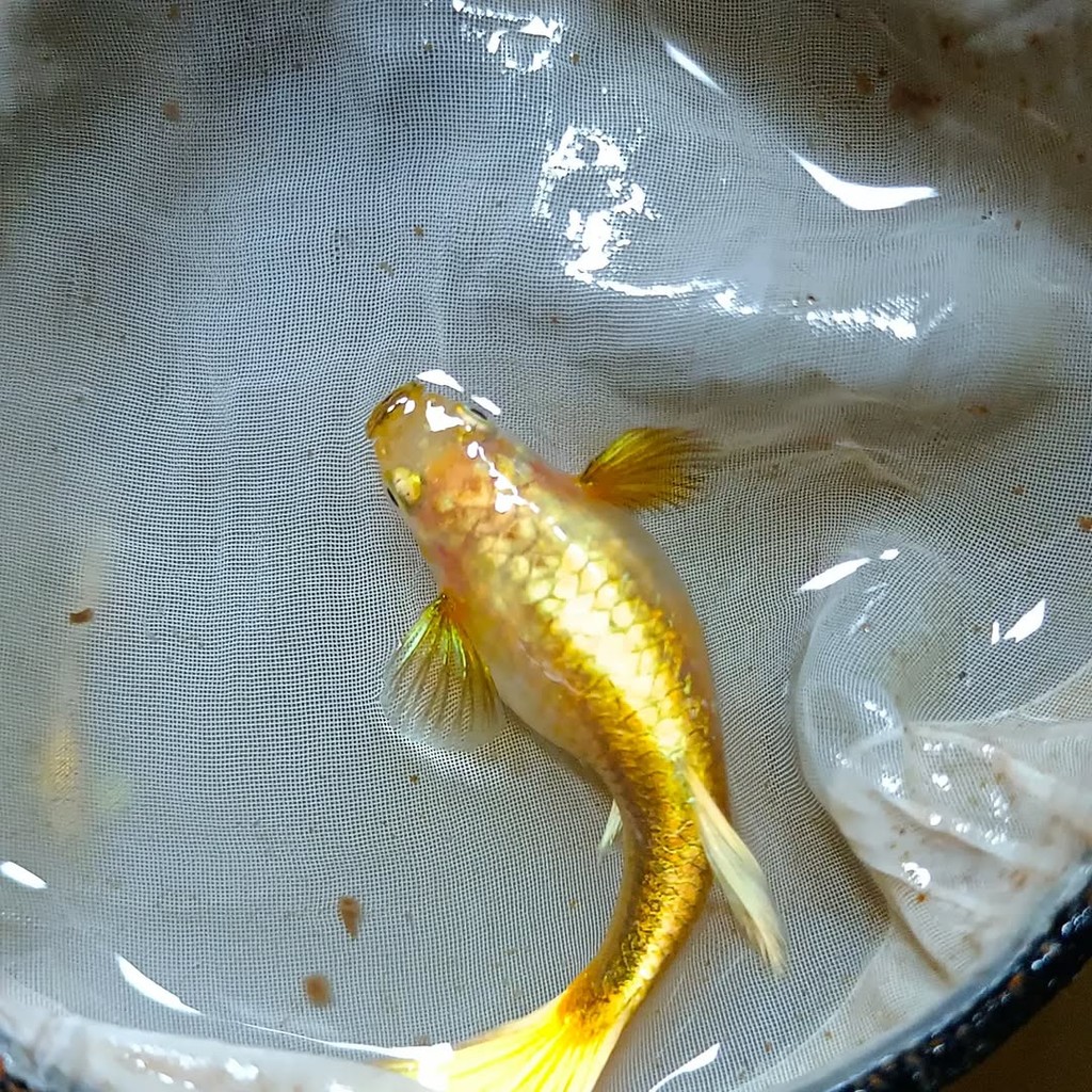 pembersih aquarium betina guppy gold siap telur BASUDARA