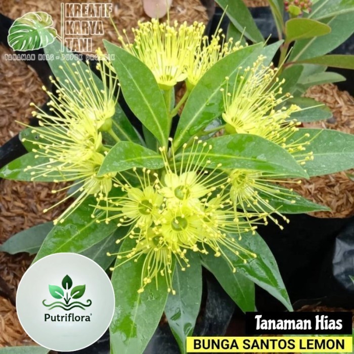 ( GRATIS ONGKIR ) Tanaman bunga santos lemon - Santos lemon