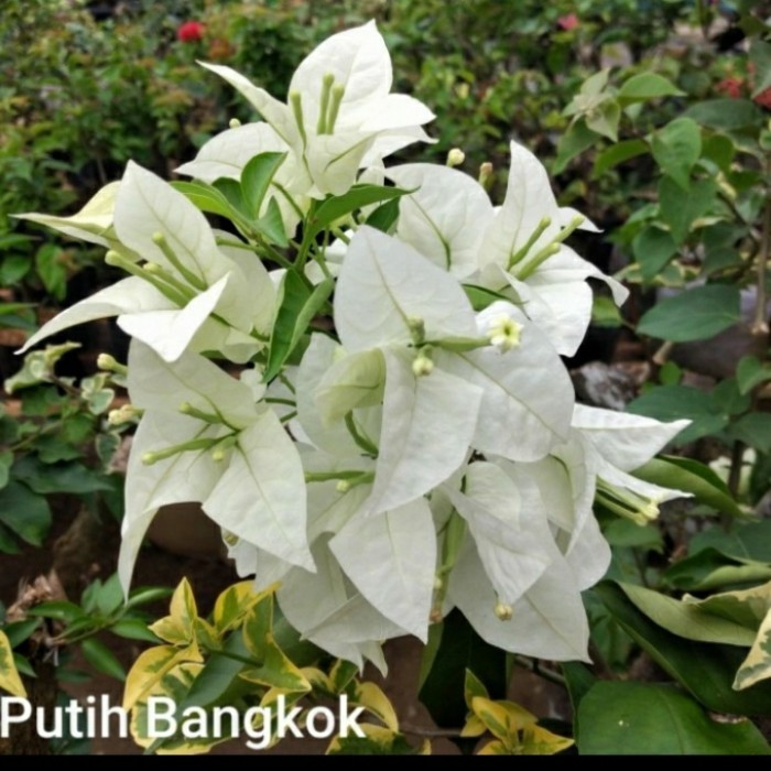 Tanaman Hias Bunga Bougenville Bangkok Putih Berbunga