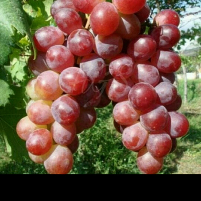 bibit anggur merah super manis