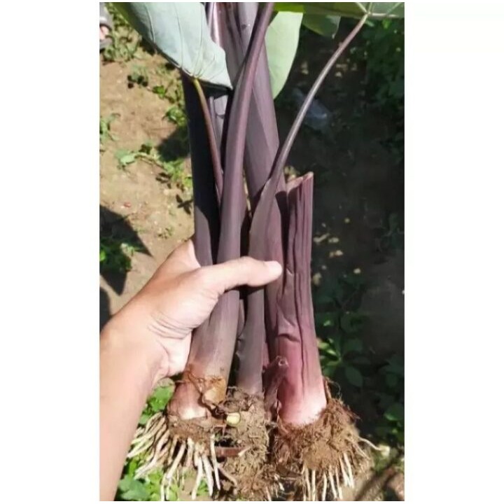 bibit tanaman Talas Lompong Talas Sayur Lompong Ungu Siap Tanam