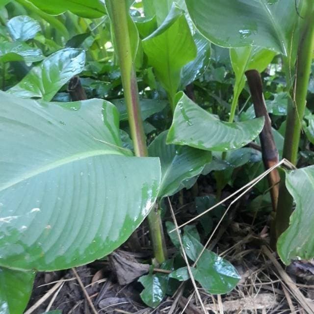 bibit tanaman umbi ganyong putih organik .....