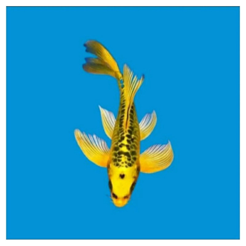 HIASAN-IKAN KOI METALIK GRADE A 17CM