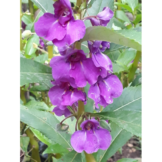 Terlaris benih balsam/benih pacar air (50 biji)