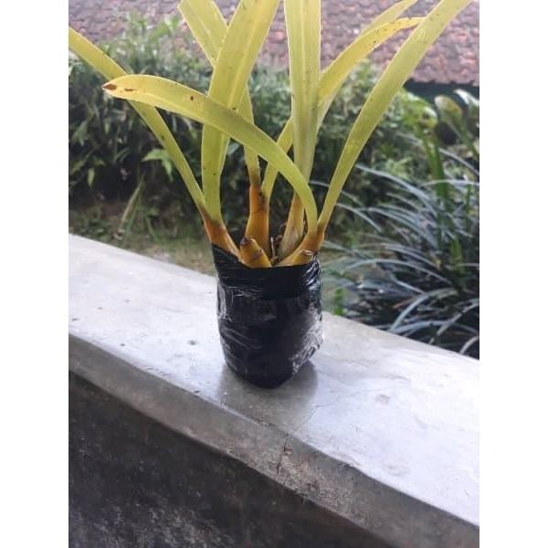 

Bibit Anggrek Pohon Hutan Liar