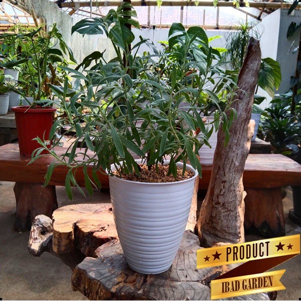 Tanaman bunga lavender lavandula asli wangi ukuran besar dikirim + pot