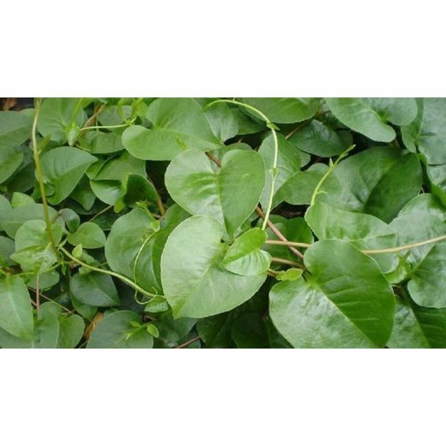 

herbal daun binahong hijau segar 1 kg