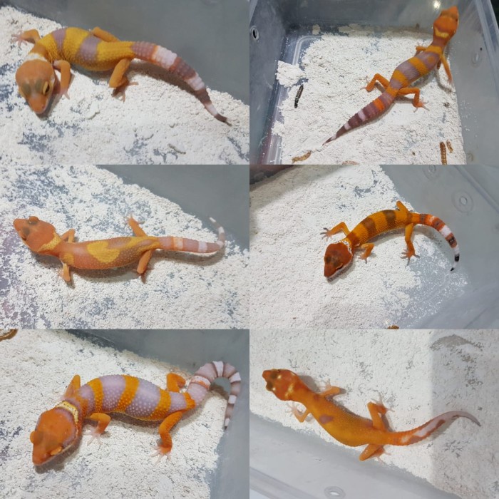 leopard gecko sepasang random murce - baby
