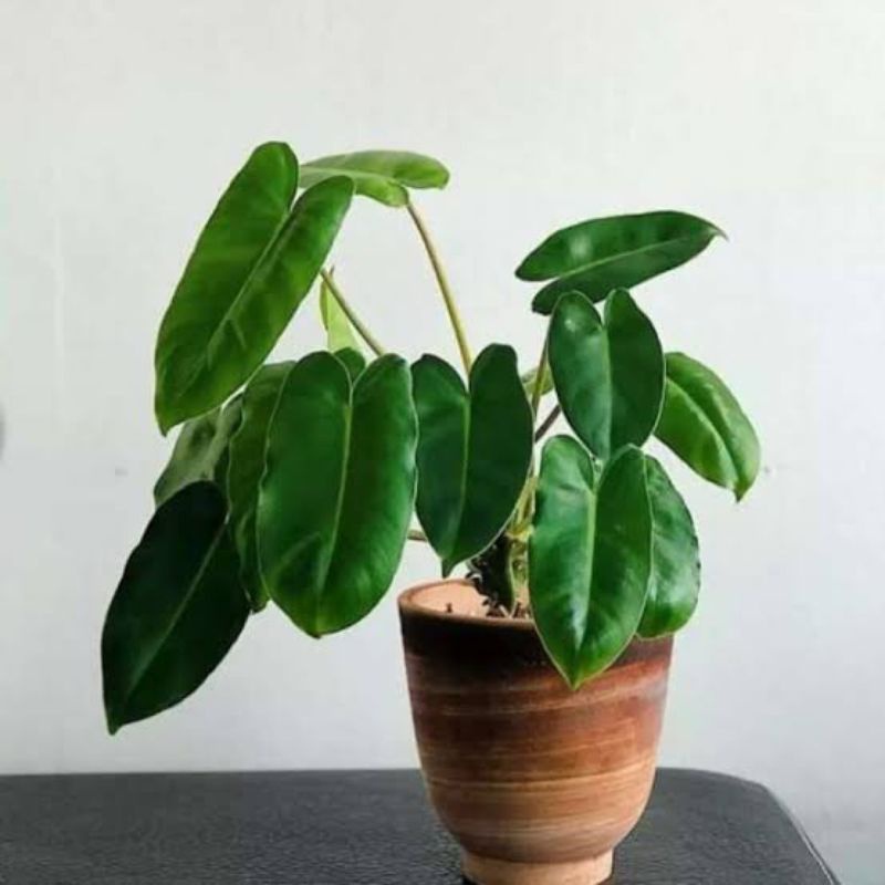 ( BISA COD ) Tanaman Hias Philodendron Burlemarx Philo Brekele / Bunga Hias Philodendroon Brekele Ta
