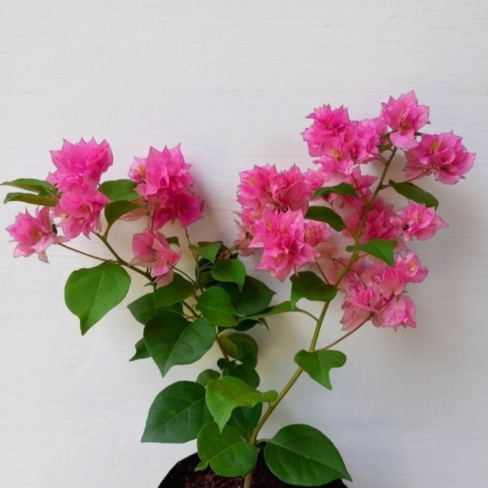 Tanaman Hias Bunga Bougenville Hawai Pink - Bunga Bougenville