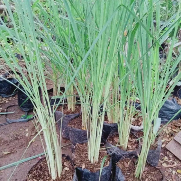 bibit sereh hijau bibit sereh bumbu bibit sereh masak bahan dapur