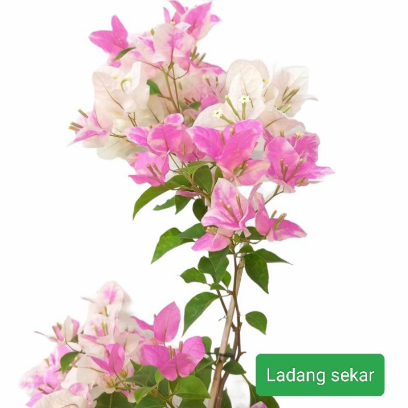 Bougenville Sakura Es cream