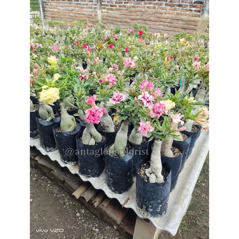 Adenium Bunga Tumpuk Size A+