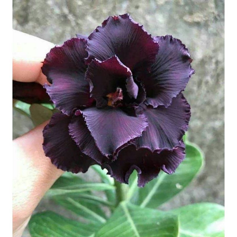 Adenium bunga tumpuk black hawk/adenium cabang seribu/kamboja jepang arabicum/tanaman hidup/bunga hias hidup COD