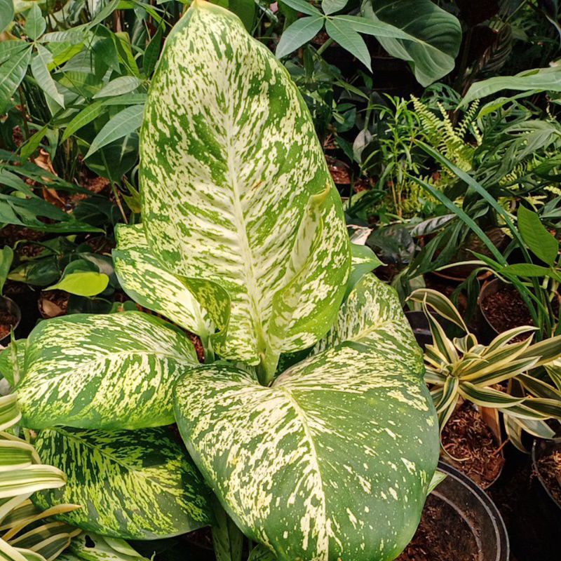 Tanaman Hias Diven Balon  - Agloenema Difenbahcia Conpackta - Anggun Ayu