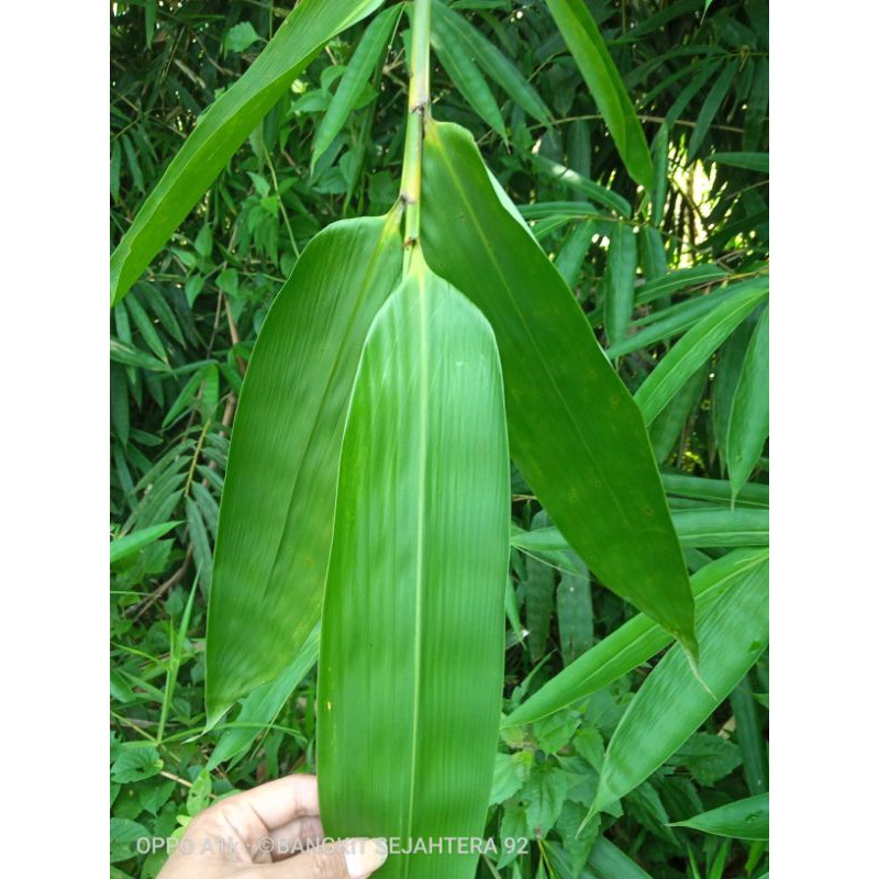 

New Promo daun bacang daun kicang bakcang buat bungkus/50 lembar /daun bisa COD Pranaja store