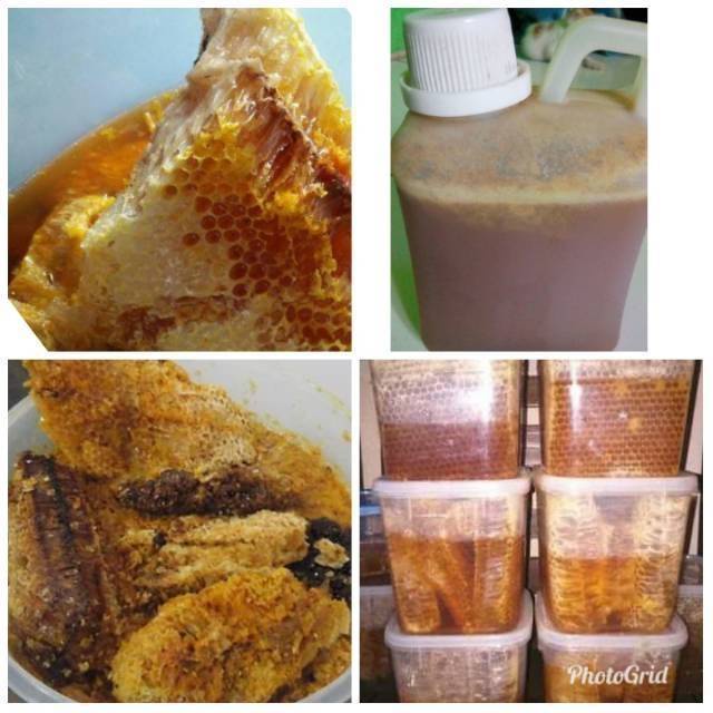 

MADU HUTAN ASLI (Raw Honey) daripangandaran *diambil dan dikirim langsung dari HUTAN TS