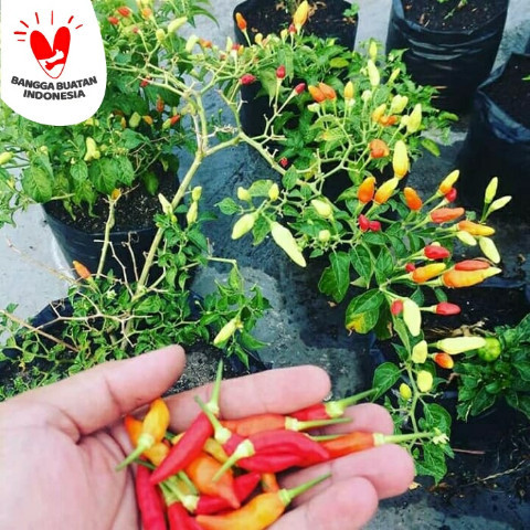 Bibit Pohon CABE / Cabai Rawit/Setan , Siap Berbuah