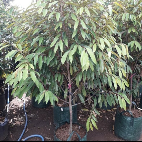 Bibit Durian Musangking Rimbun 1.5 Meter / Durian Musangking Unggul