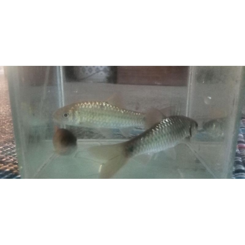 hiasan akuarium wader benter isi 10