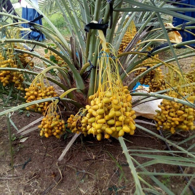 Bibit Kurma Tropis Indonesia Termurah - Tanaman Buah Store