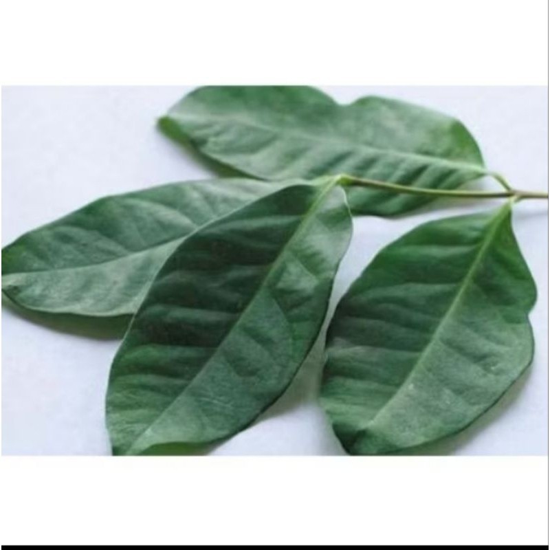 

daun salam segar untuk 100lembar ready stok