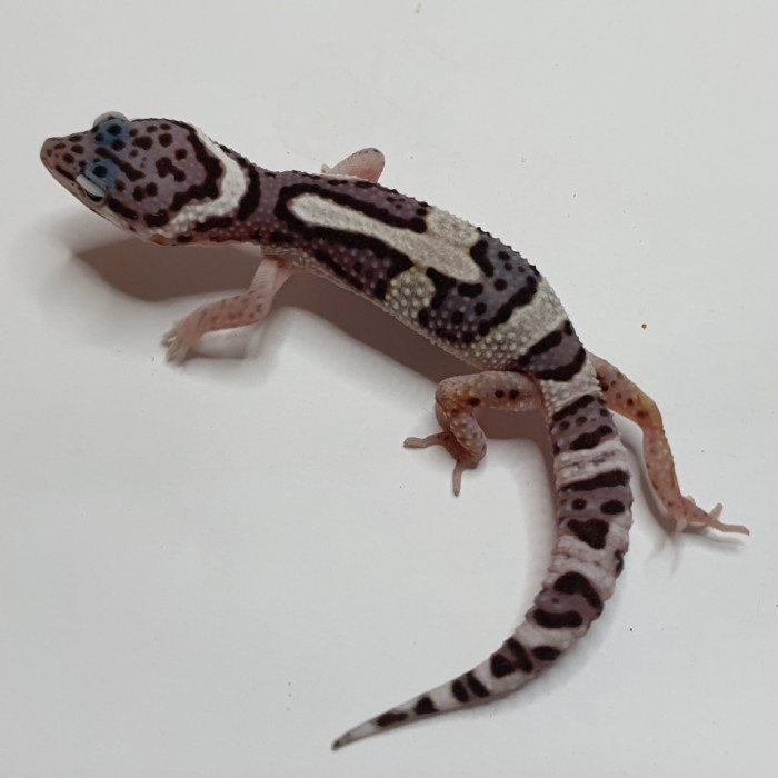 snow macksnow leopard gecko - macksnow