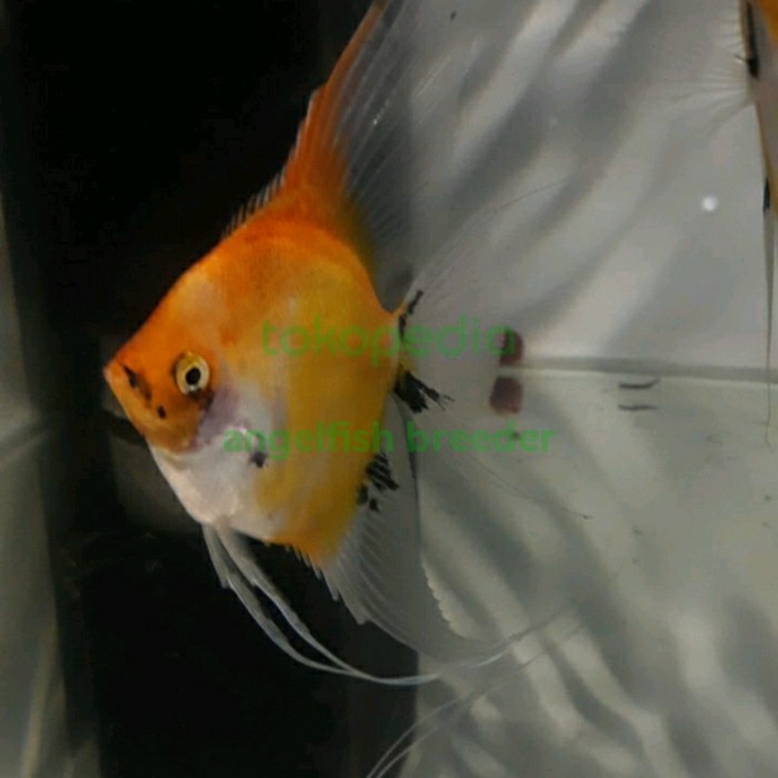 ikan manfish red devil grade A - grade A, isi 5ekor