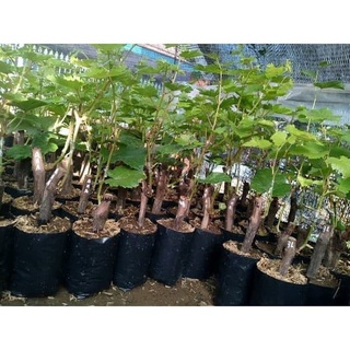 Bibit Anggur Import Shine Muscat (Vitis vinifera L.) - pohon anggur shine muscat hijau murah Plantst