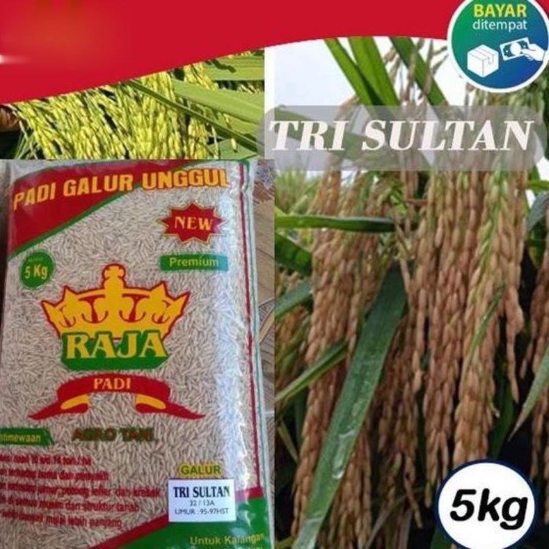 Benih Padi Unggul Tri Sultan Bibit padi Trisultan 5KG