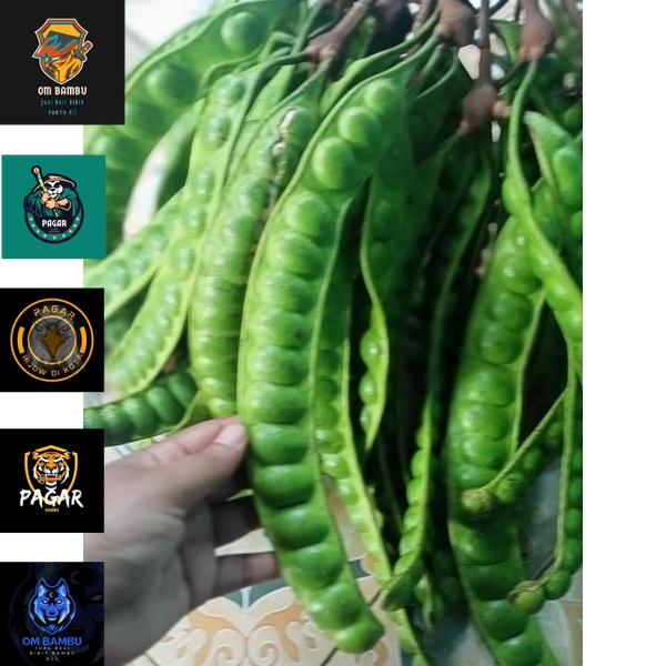 

buah pete/buah petey isi 16 mata