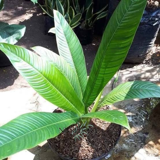 tannaman hias philodendron linet - tanaman taman