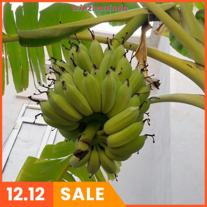 Pupuk Pisang Barangan, Booster pisang Terbaik Anti Layu