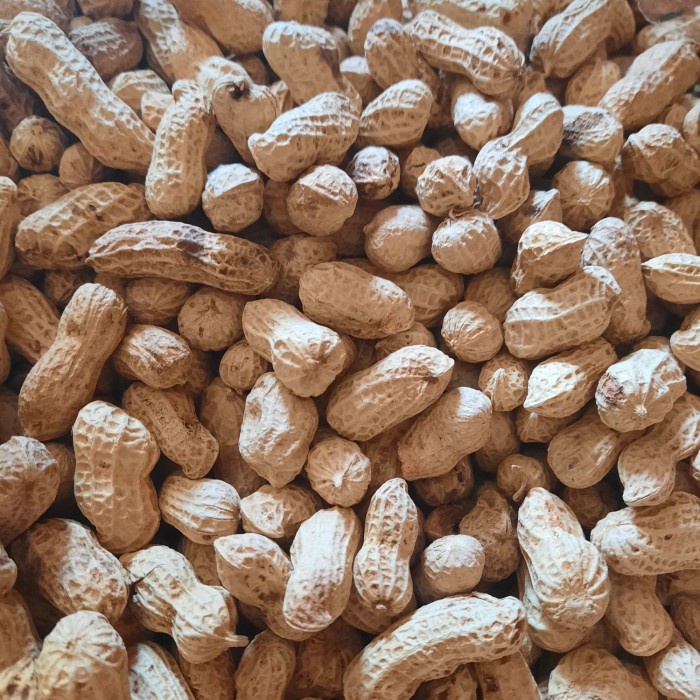 

Kacang Kulit Oven Rasa Asin 500gram