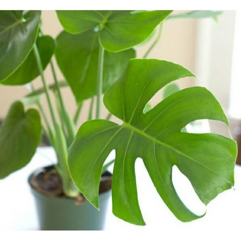 COD monstera Philodendron bisa untuk tanaman interior/monstera ekor naga jumbo