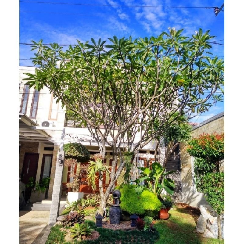 pohon kamboja bali tinggi 4 meter bunga kuning/pink