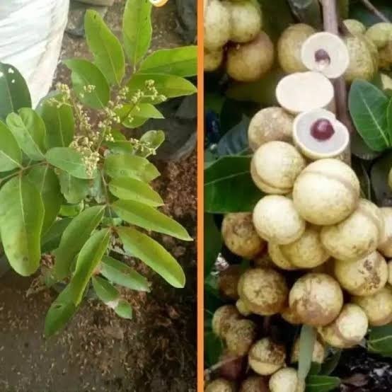 Bibit Kelengkeng Aroma Durian Berbunga