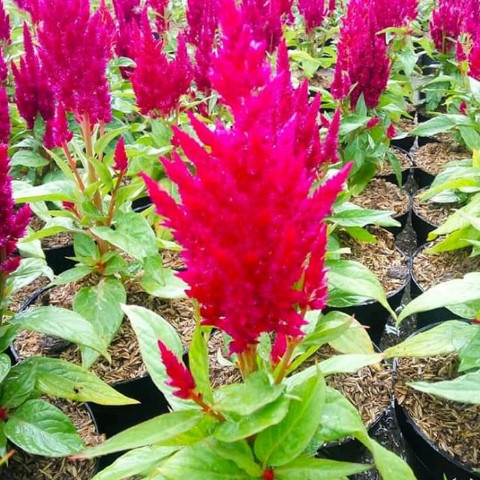 Tanaman Hias Jengger Ayam - Bunga Jengger Ayam